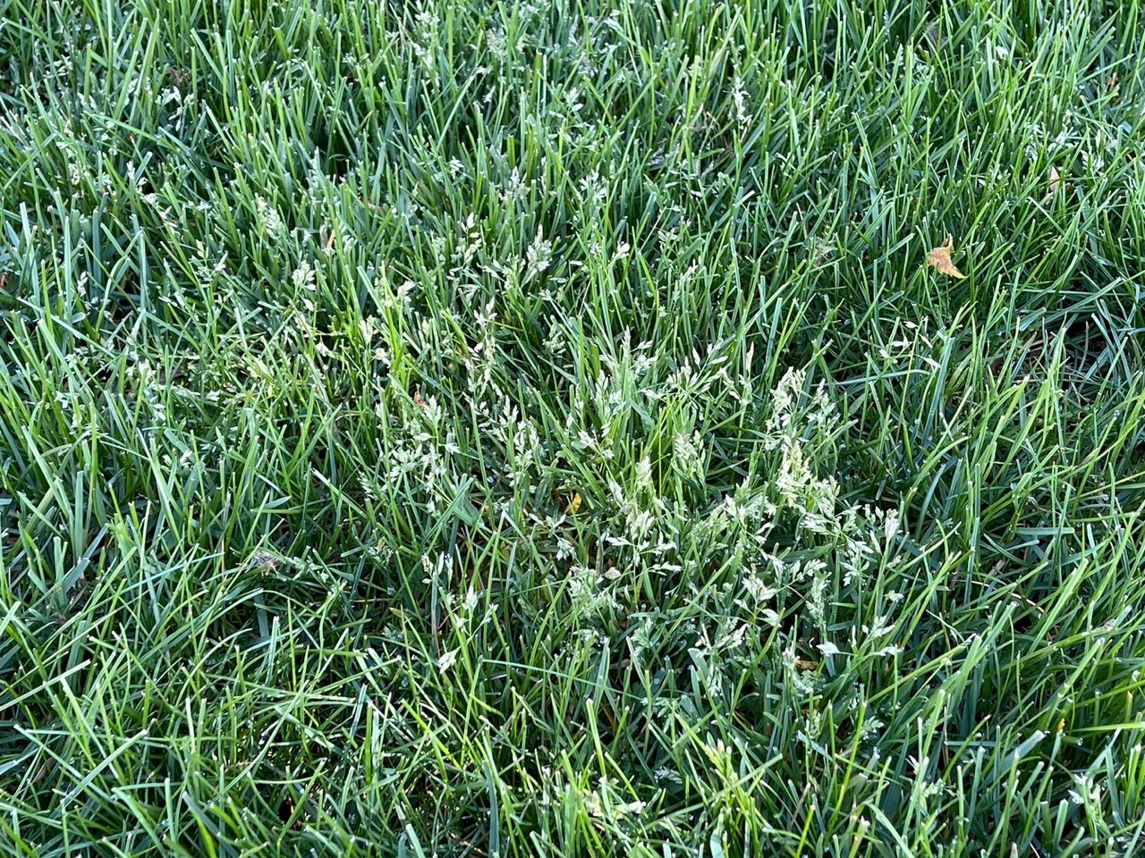 年度蓝草seedheads lawn.jpg